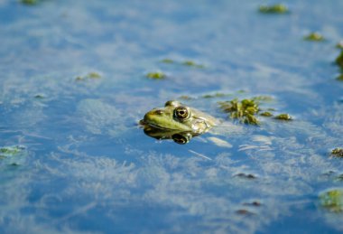A green frog in swamp water in its natural environment.