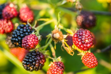 Çitin üzerindeki böğürtlenlerin meyveleri