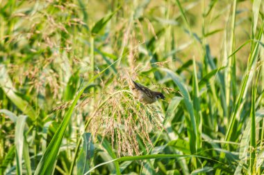 Çayırdaki uzun yeşil çimlerin üzerindeki serçe..
