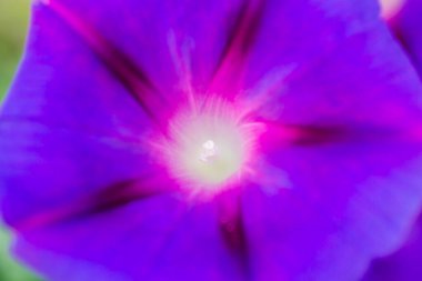 yeşil zemin çiçek açması mor Petunya çiçek.