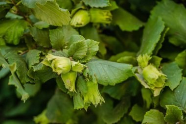 Fındık ağacı gölgelik, genç meyveli.
