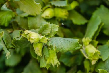 Fındık ağacı gölgelik, genç meyveli.
