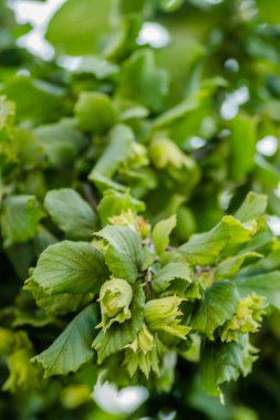 Fındık ağacı gölgelik, genç meyveli.