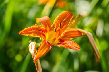 Özel bir bahçede turuncu zambak çiçekleri.