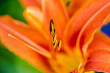 Orange lily flowers in a private garden. clipart