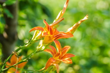 Orange lily flowers in a private garden. clipart