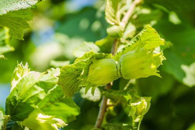 Mature fruits of hazelnut. Hazelnut tree canopy, with young fruit. clipart