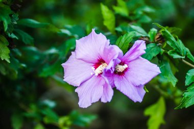 Hibiscus bitkisinin mor çiçekleri, bir ağacın dallarında, özel bir bahçede..