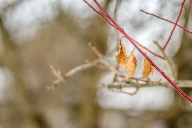 Kışın ağaç dallarında kuru yapraklar..