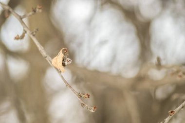 Kışın ağaç dallarında kuru yapraklar..