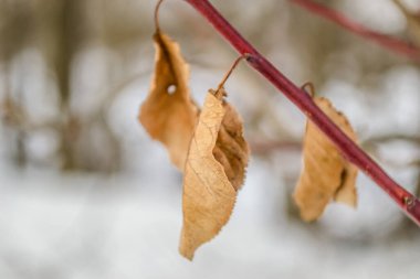 Kışın ağaç dallarında kuru yapraklar..