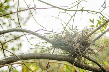 Yaprak döken bir ağacın tepesinde terk edilmiş bir kuş yuvası..