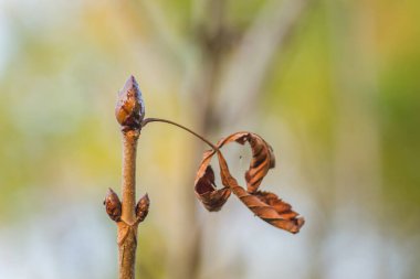 Kestane ağacının genç tomurcukları.
