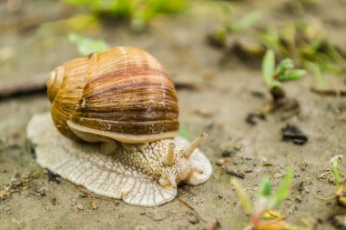Orman yolundaki doğal ortamında üzüm salyangozu.
