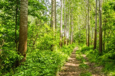 Sırbistan 'ın Novi Sad kentinin Petrovaradin kenti yakınlarındaki Tuna Nehri kıyısındaki orman.