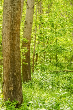 Sırbistan 'ın Novi Sad kentinin Petrovaradin kenti yakınlarındaki Tuna Nehri kıyısındaki orman.