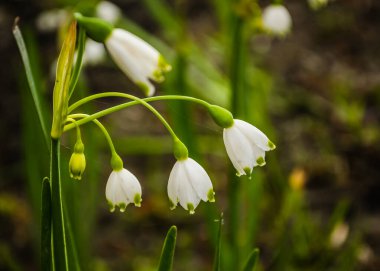 Leucojum vernum çiçekleri çiçeklenmenin başında. Islak bir ormandaki bir yaşam alanında.