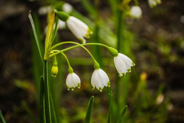 Leucojum vernum çiçekleri çiçeklenmenin başında. Islak bir ormandaki bir yaşam alanında.