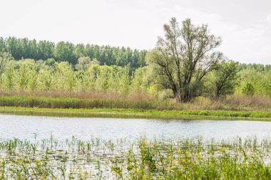 Sırbistan 'ın Novi Sad kenti yakınlarındaki bataklığın panoramik manzarası