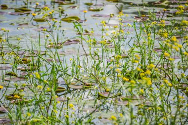Bataklık suyunda bir sürü genç sarı nilüfer çiçeği var..