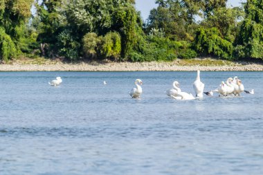 Novi Sad kenti yakınlarındaki Petrovaradin 'deki Tuna Nehri' nde bir kuş sürüsü.