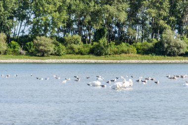 Novi Sad kenti yakınlarındaki Petrovaradin 'deki Tuna Nehri' nde bir kuş sürüsü.