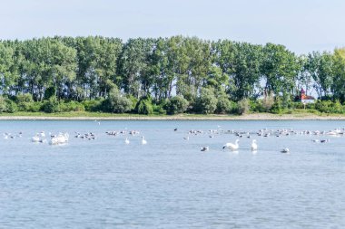 Novi Sad kenti yakınlarındaki Petrovaradin 'deki Tuna Nehri' nde bir kuş sürüsü.