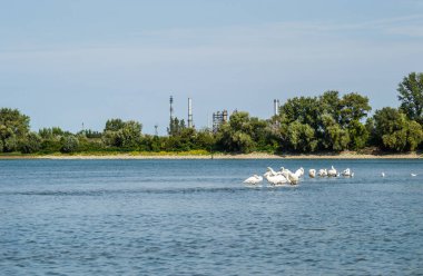 Novi Sad kenti yakınlarındaki Petrovaradin 'deki Tuna Nehri' nde bir kuş sürüsü.