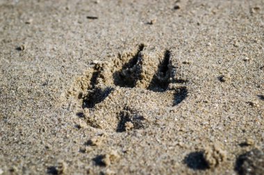 Tuna Nehri 'nin kıyısındaki ıslak kumda bir köpeğin ayak izleri..