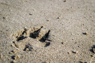 Tuna Nehri 'nin kıyısındaki ıslak kumda bir köpeğin ayak izleri..