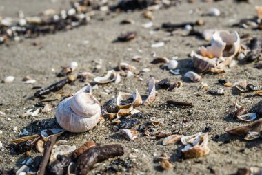 Tuna kıyısındaki ıslak kumda boş nehir kabukları.