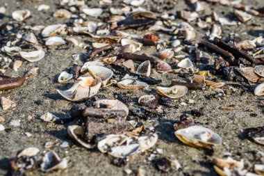 Tuna kıyısındaki ıslak kumda boş nehir kabukları.