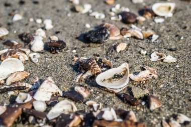 Tuna kıyısındaki ıslak kumda boş nehir kabukları.