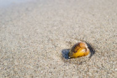 Tuna kıyısının ıslak kumlarında bir kabuk..