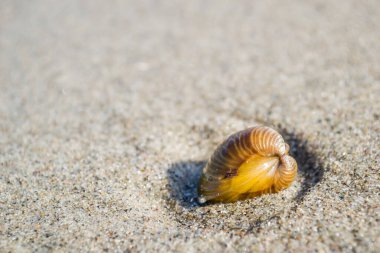 Tuna kıyısının ıslak kumlarında bir kabuk..