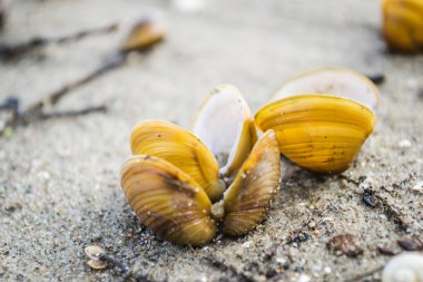 Sarı boş nehir kabukları Tuna kıyısının ıslak kumlarında.