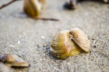 Sarı boş nehir kabukları Tuna kıyısının ıslak kumlarında.