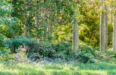 Kavak ağaçlarından oluşan genç yeşil bir orman, yaz sabahı güneşiyle aydınlanıyor..