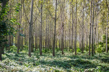 Kavak ağaçlarından oluşan genç yeşil bir orman, yaz sabahı güneşiyle aydınlanıyor..