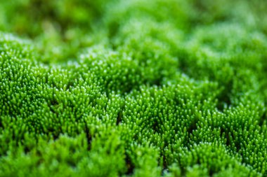 Novi Sad.Moss 'taki Tuna Nehri' ndeki tankerin enkazı terk edilmiş çelik tankerlerle terk edilmiş..