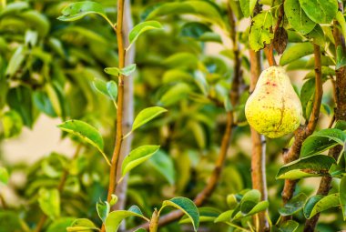 Armut ağacının olgun meyvesi.