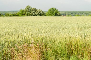 Tarlada yetiştirilen buğday bitkilerinin çiçek açma safhası.