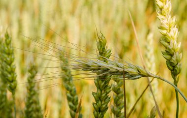 Tarlada yetiştirilen buğday bitkilerinin çiçek açma safhası.