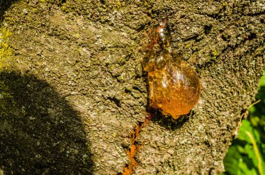 Sırbistan 'ın Novi Sad kentindeki kiraz ağaçlarının kabuğunda sakız yığınları.
