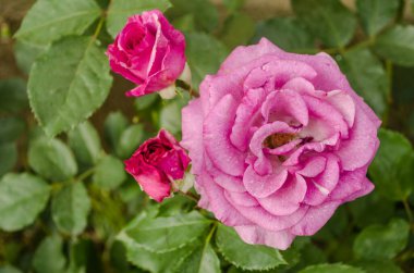 Mor çiçek açan gül çiçekleri özel bir bahçede karmaşa içinde.