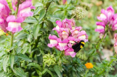 Mor çiçekli böcek arısı bir yaz günü çayırda yakın planda..