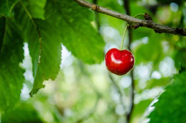 Ağaç gölgesinde olgun kirazlar.