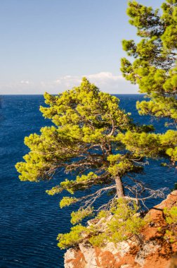 Karadağ 'ın Petrovac kentinde, ebedi yeşil ağaç dallarıyla kaplı güneşli uçurumlar.