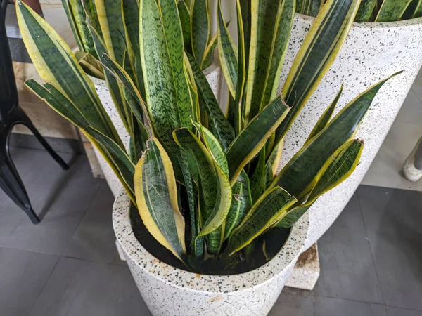 A Sansevieria plant in a white pot. A recognized genus offlowering plants, native to Africa, notably Madagascar, and southern Asia, now included in the genusDracaena.