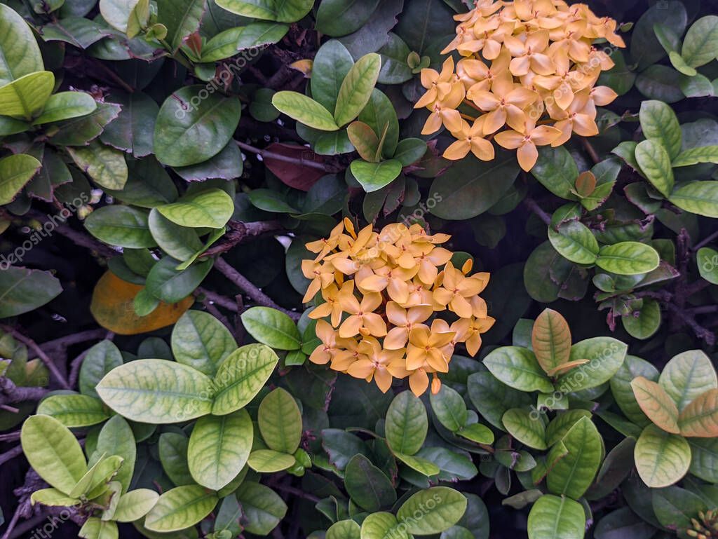 A close up of Ixora chinensis flower. commonly known as Chinese ixora, is a species of plant of